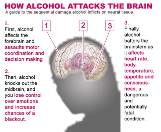How alcohol attacks the brain